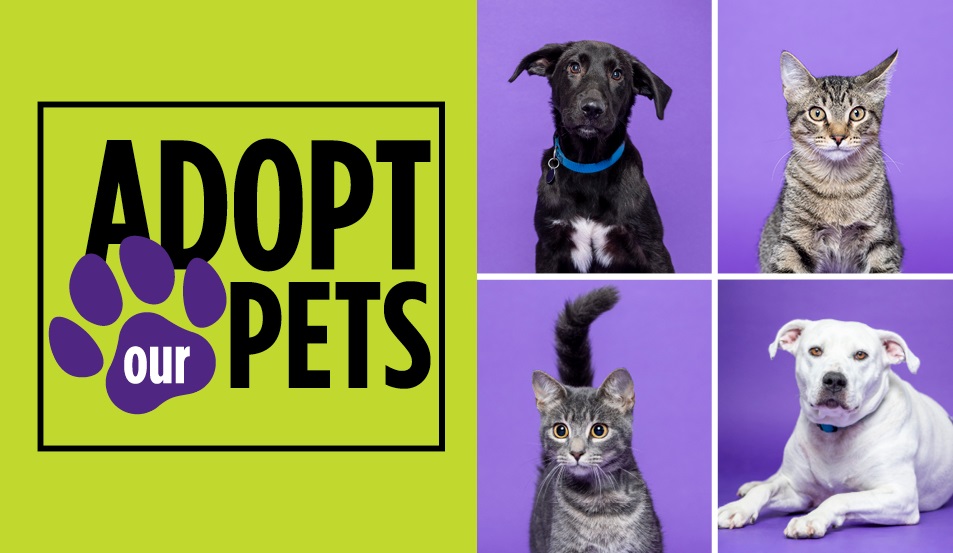 "Adopt our pets" in black and white text. On a green background with portraits of a black dog, brown cat, grey cat, and white dog on a purple backdrop.